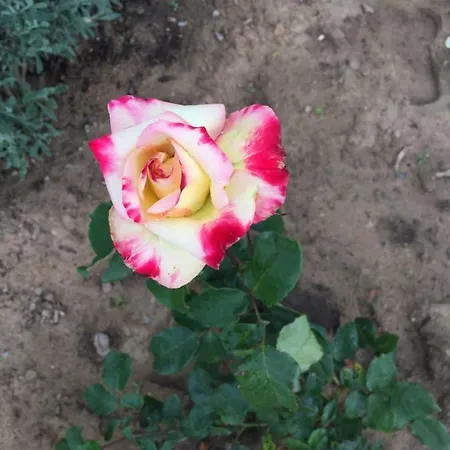 La Roseraie * Ovar